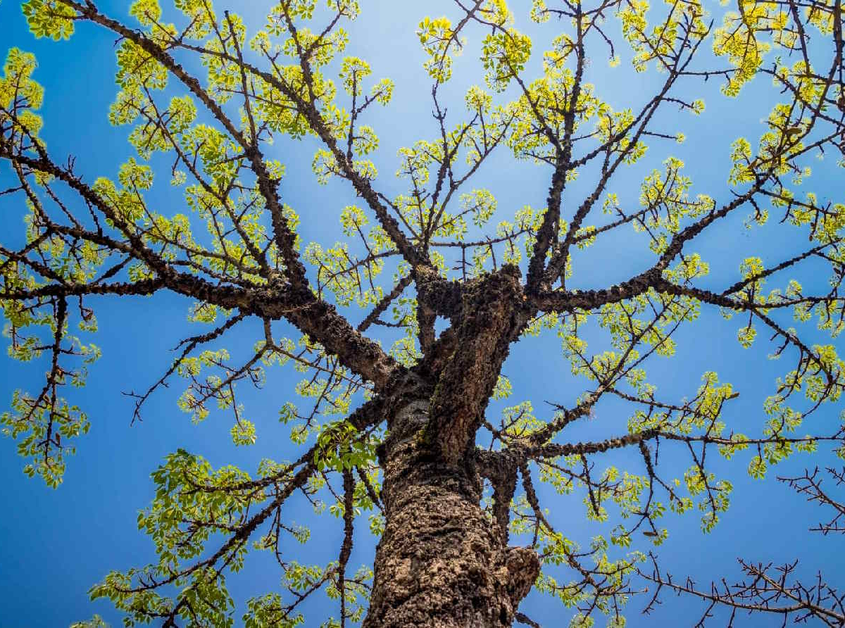 Arborização urbana em Santo André/ Crédito: PMSA