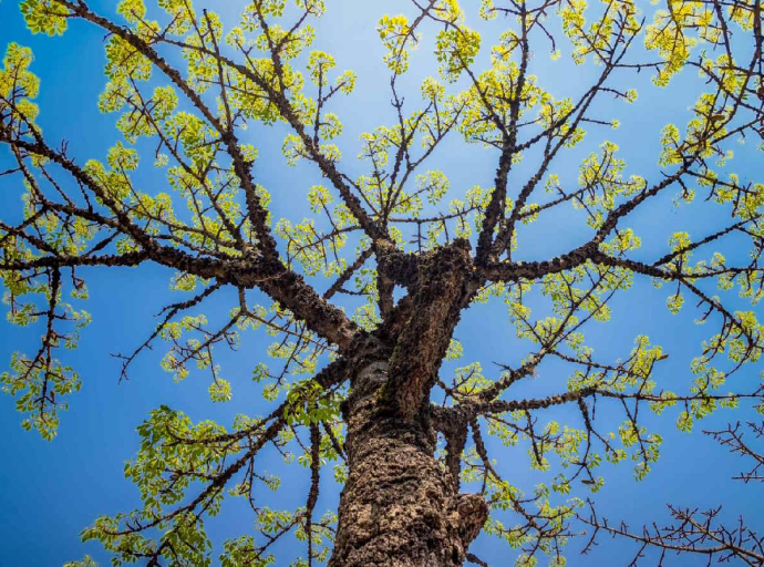 Arborização urbana em Santo André/ Crédito: PMSA