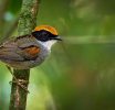 Ilhabela recebe, até  27 de setembro, a 8ª edição do Ilhabela Bird Week