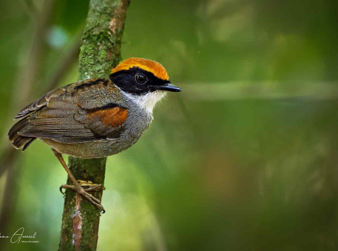 8ª Ilhabela Bird Week / crédito: Antonio Amaral 